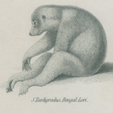 Antique engraving of primates xix