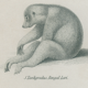 Antique engraving of primates xix