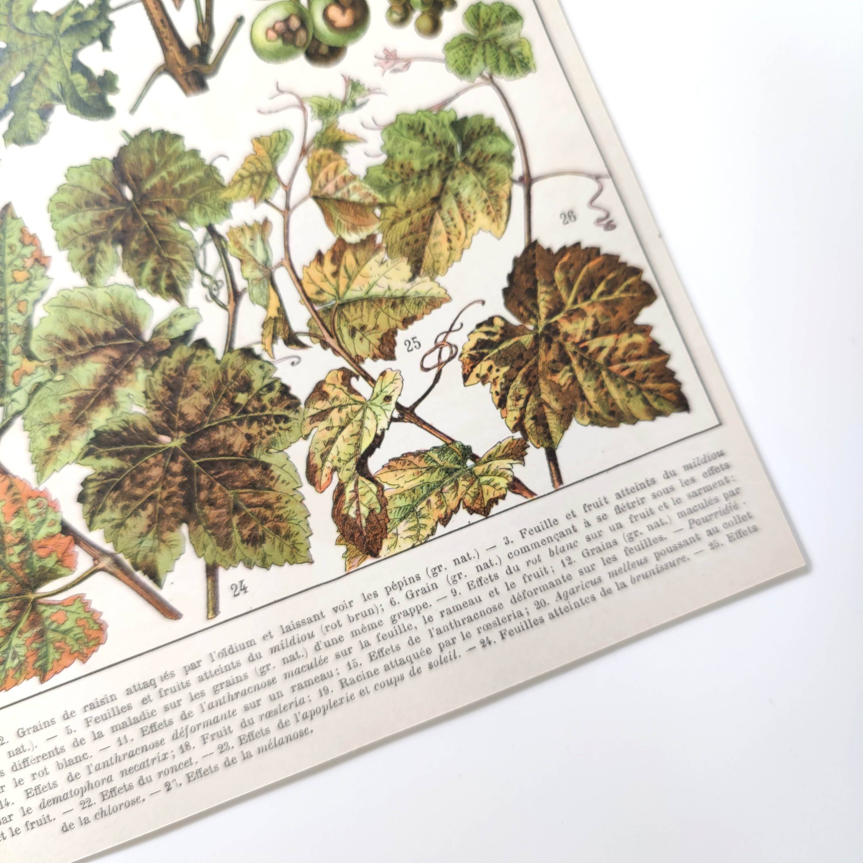 Lot of two lithographed plates on vine diseases 1900