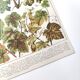 Lot deux Planches lithographies sur les maladies de la vigne 1900
