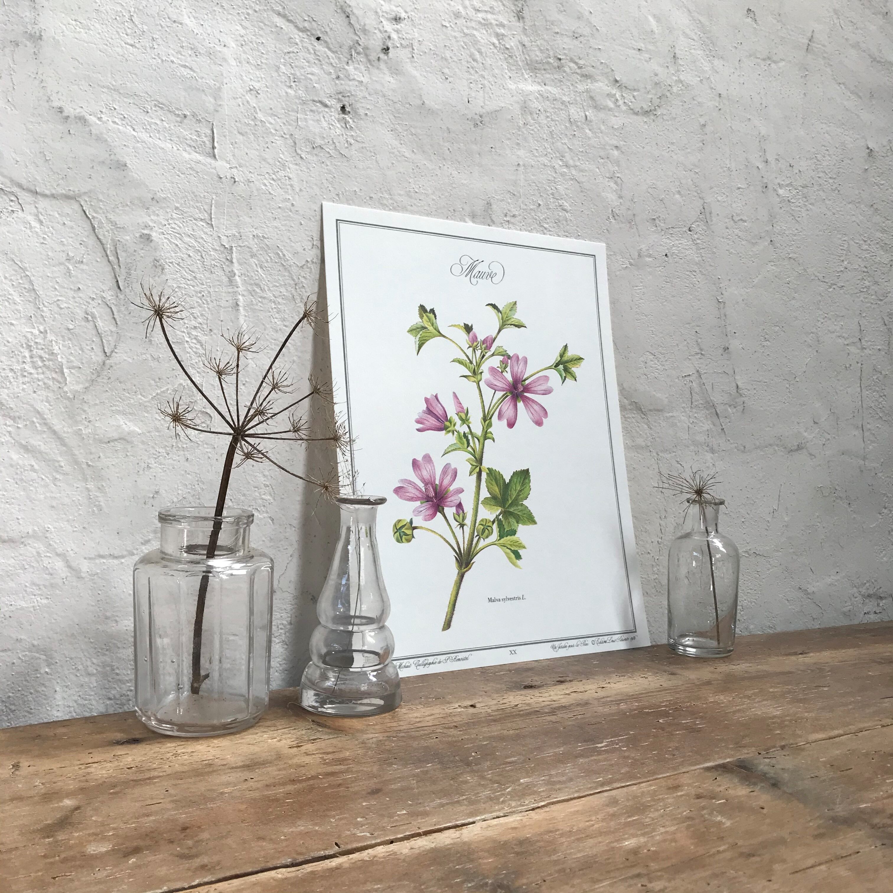 Botanical poster the Mauve