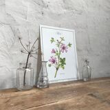 Botanical poster the Mauve