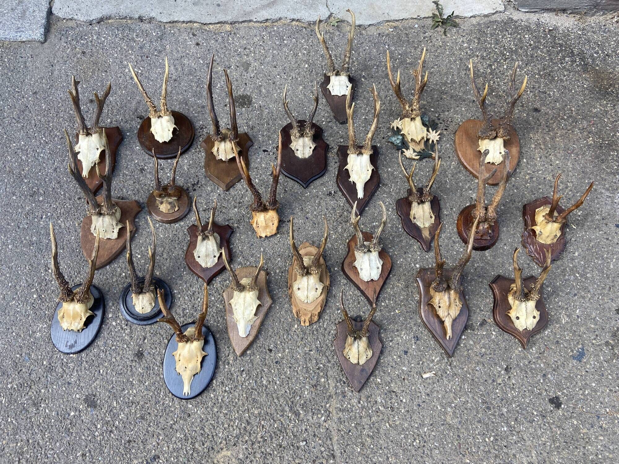Set of 24 ancient hunting trophies cabinet of curiosities