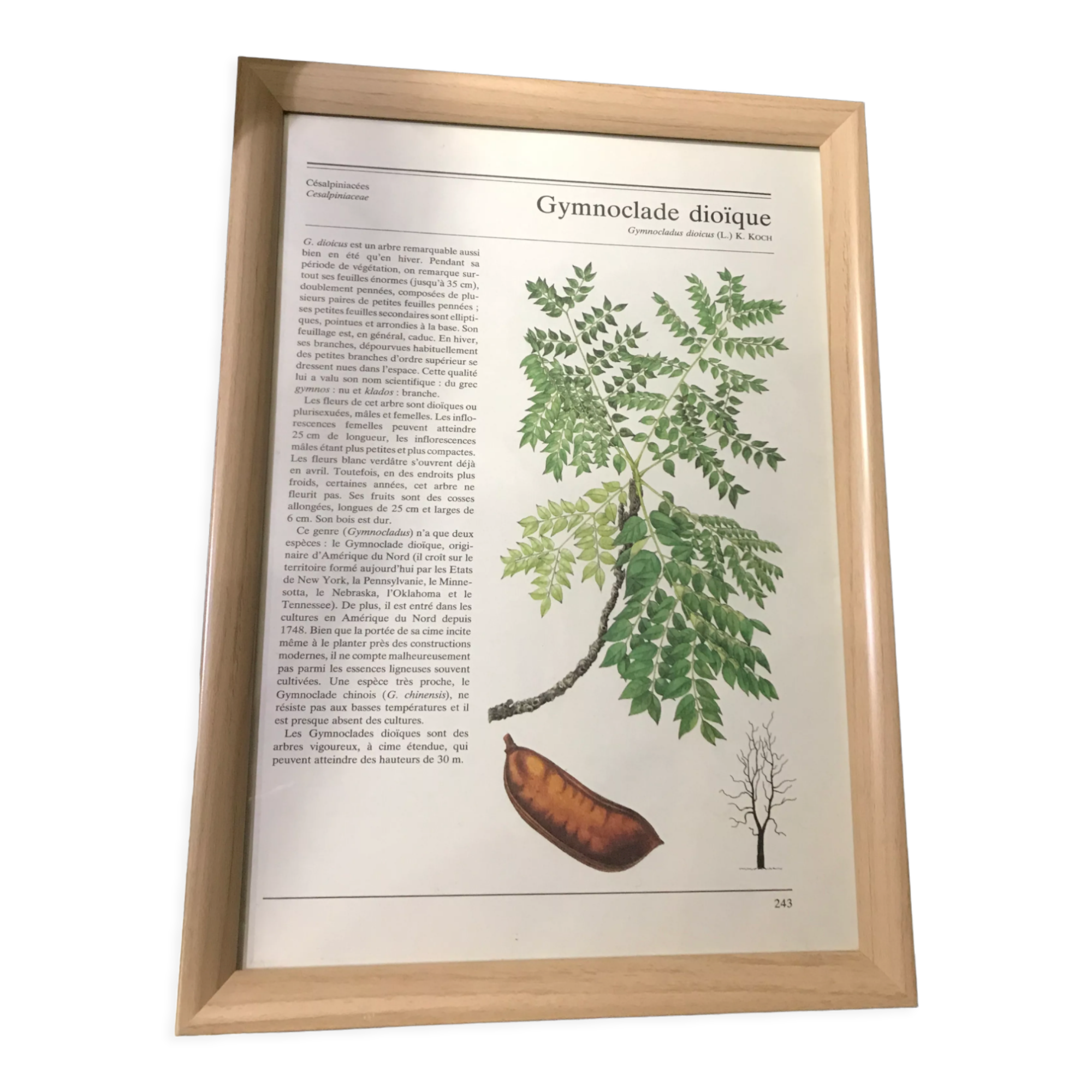 Vintage framed botanical illustration Gymnoclade