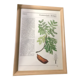 Vintage framed botanical illustration Gymnoclade