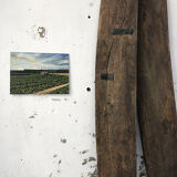 Oil painting "vines"