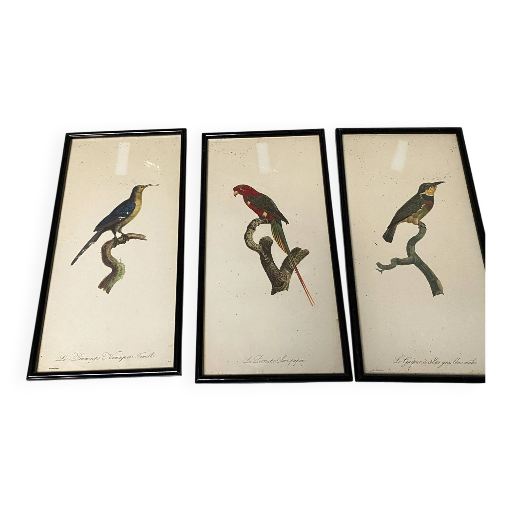 Vintage bird lithographs