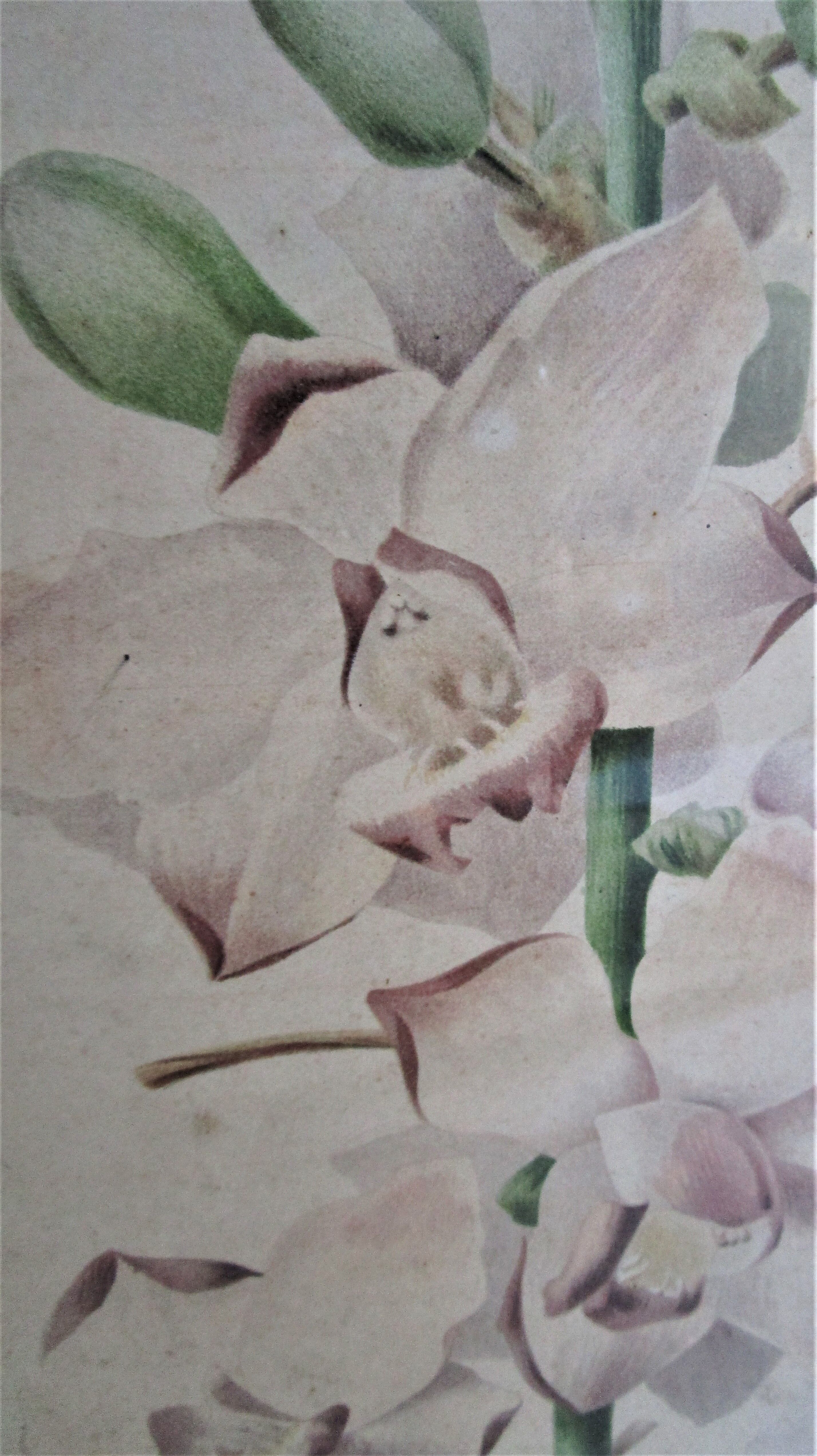 Trois planches botaniques encadrées orchidée rhododendron campanule médium vintage