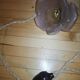 Pair of brass and glass flowers sconces