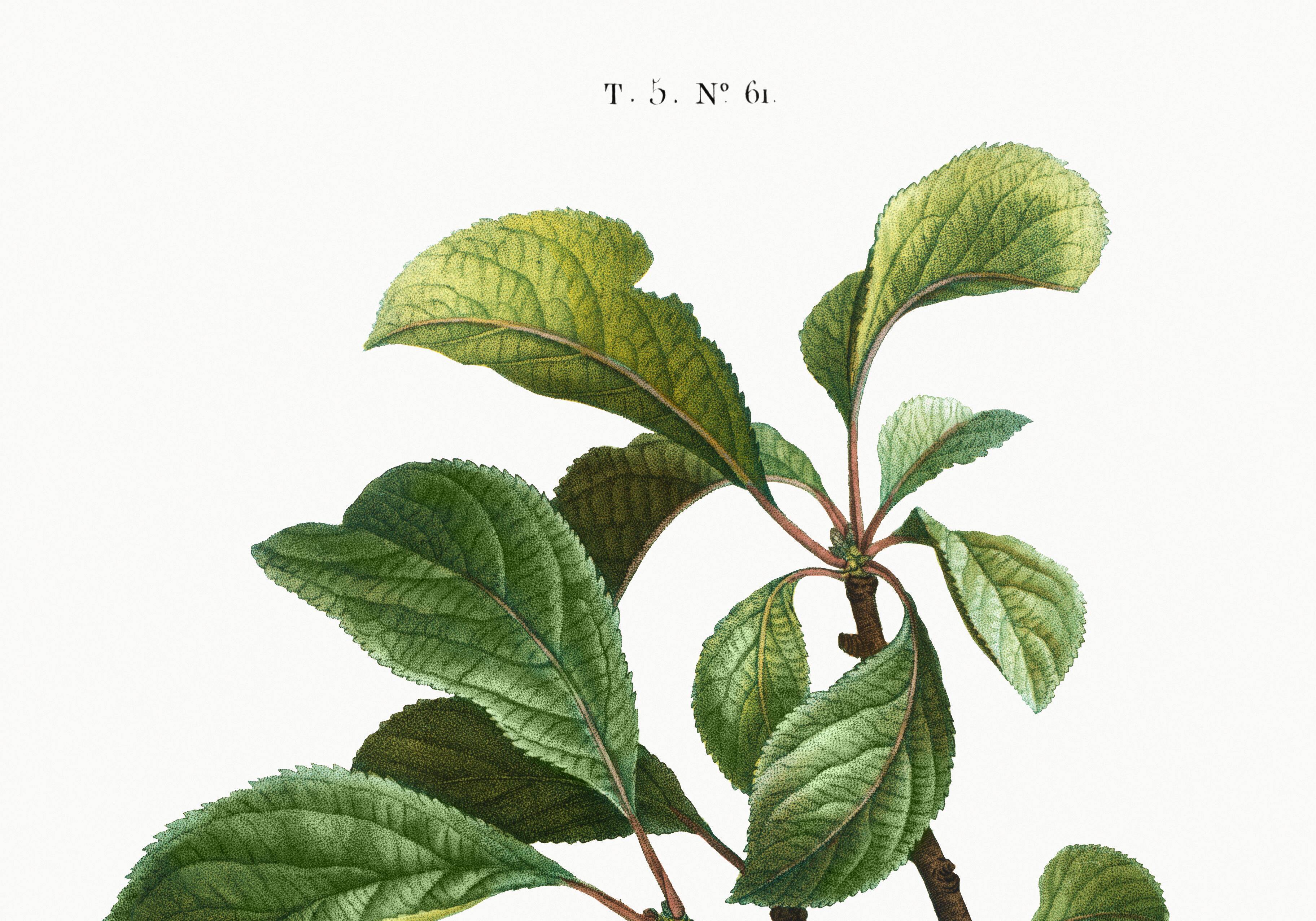 Vintage poster about the St. Catherine's plum tree