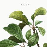 Vintage poster about the St. Catherine's plum tree