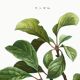 Vintage poster about the St. Catherine's plum tree