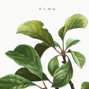 Vintage poster about the St. Catherine's plum tree