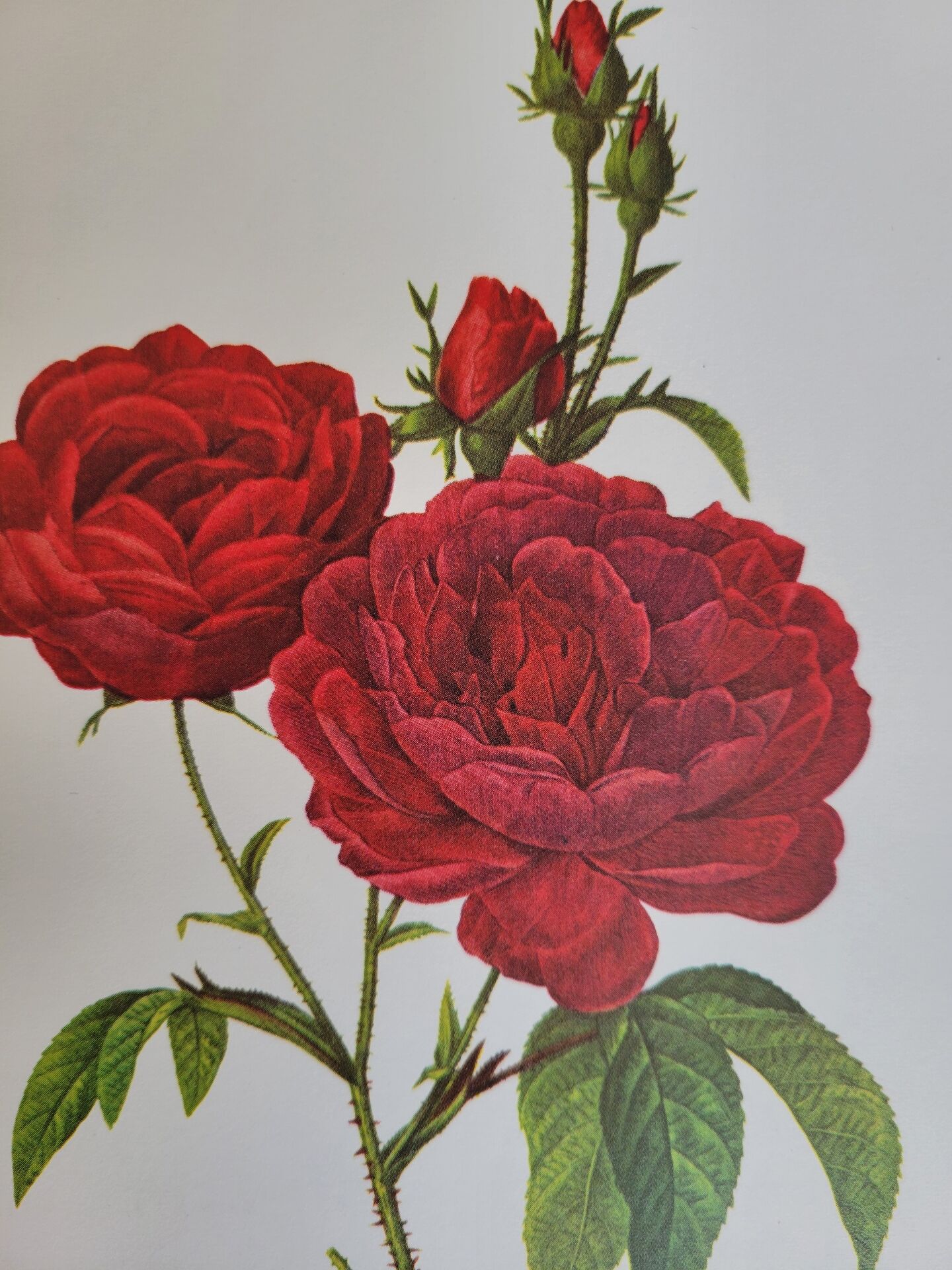 Botanical plate Rose Bishop P. J. Redouté 1960
