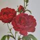 Botanical plate Rose Bishop P. J. Redouté 1960