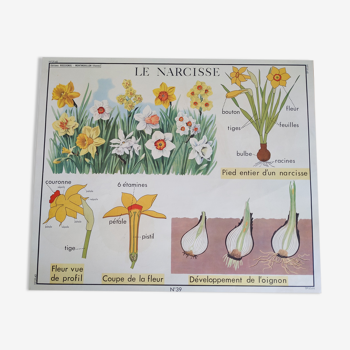 Old vintage school poster nightingale 60s narcissus daffodil chestnut