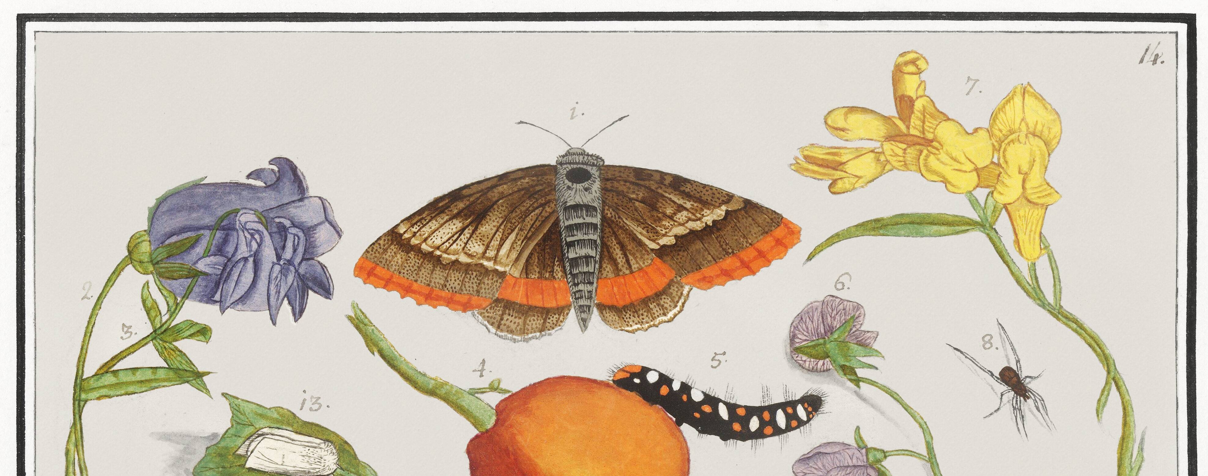 Small poster on "insects and plants" (irises), based on an engraving