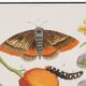 Small poster on "insects and plants" (irises), based on an engraving