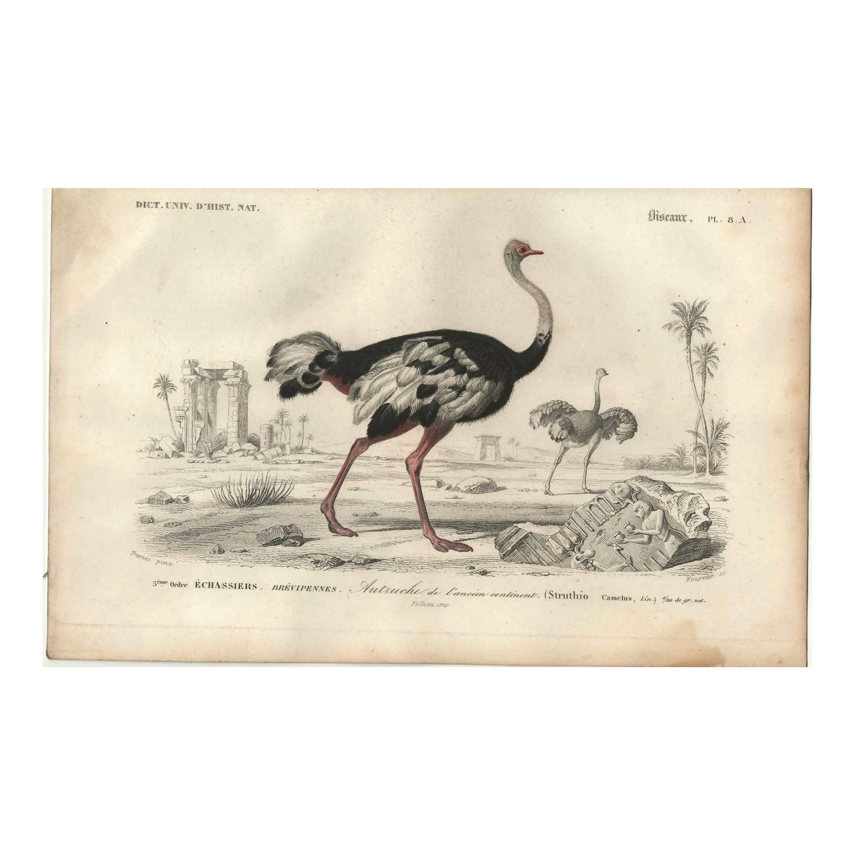 Antique engraving 1849 - Ostrich by, Africa, runner, giant egg