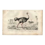 Antique engraving 1849 - Ostrich by, Africa, runner, giant egg