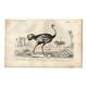 Gravure ancienne 1849 - Autruche par , Afrique, coureur, œuf géant