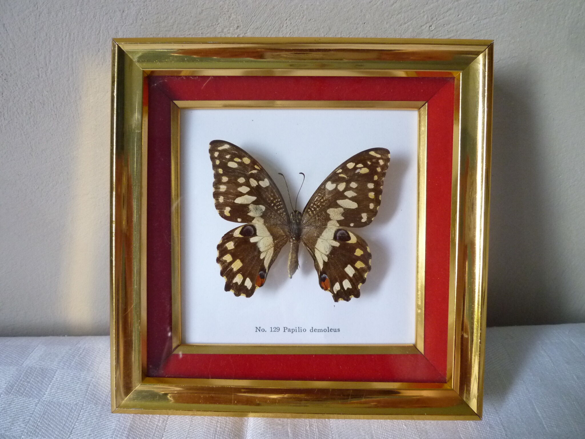 Butterfly under glass