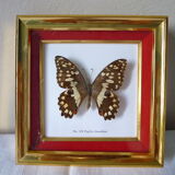 Butterfly under glass
