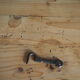 Parisian buffet