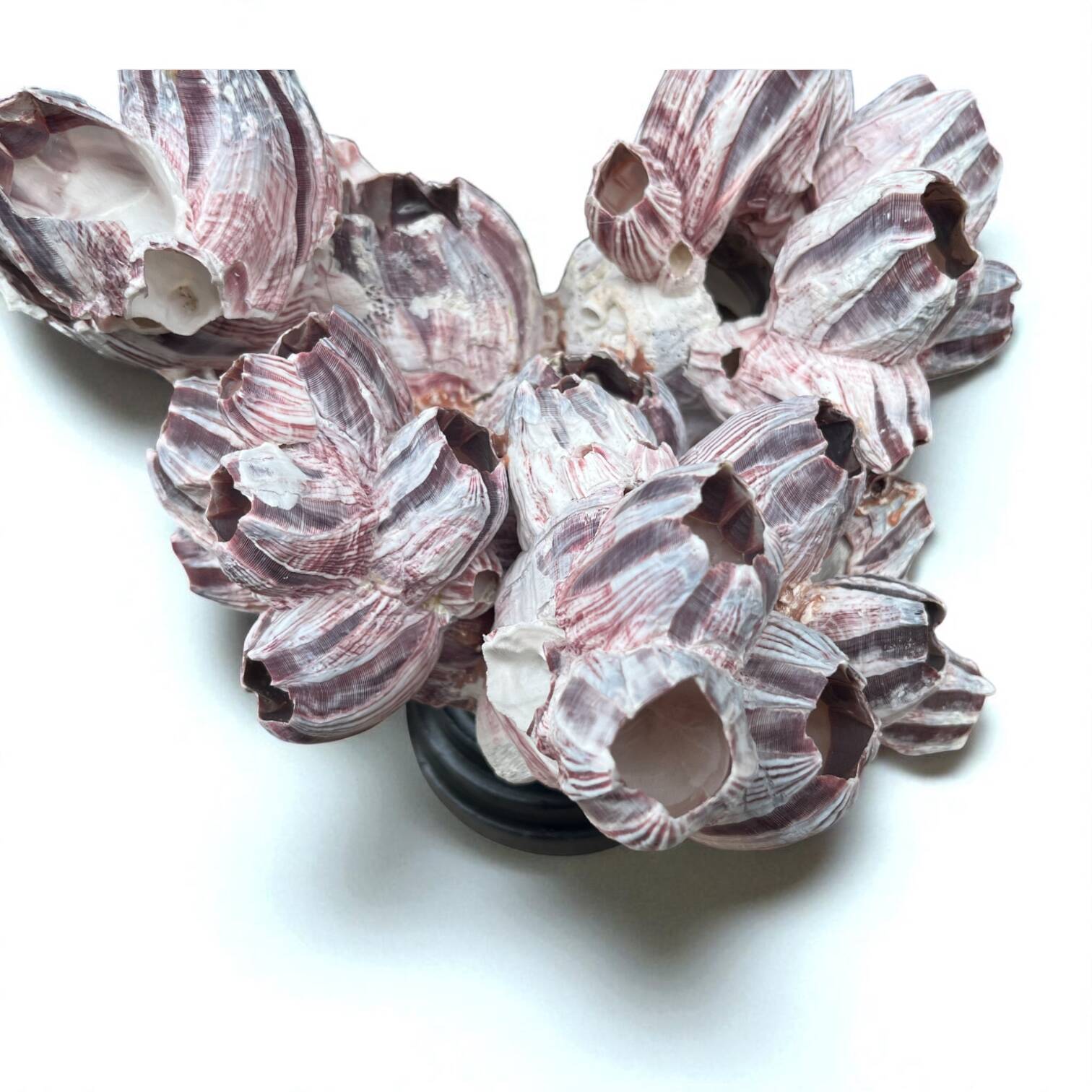 Barnacle block shell on a 19th-century wooden base - cabinet of curiosities