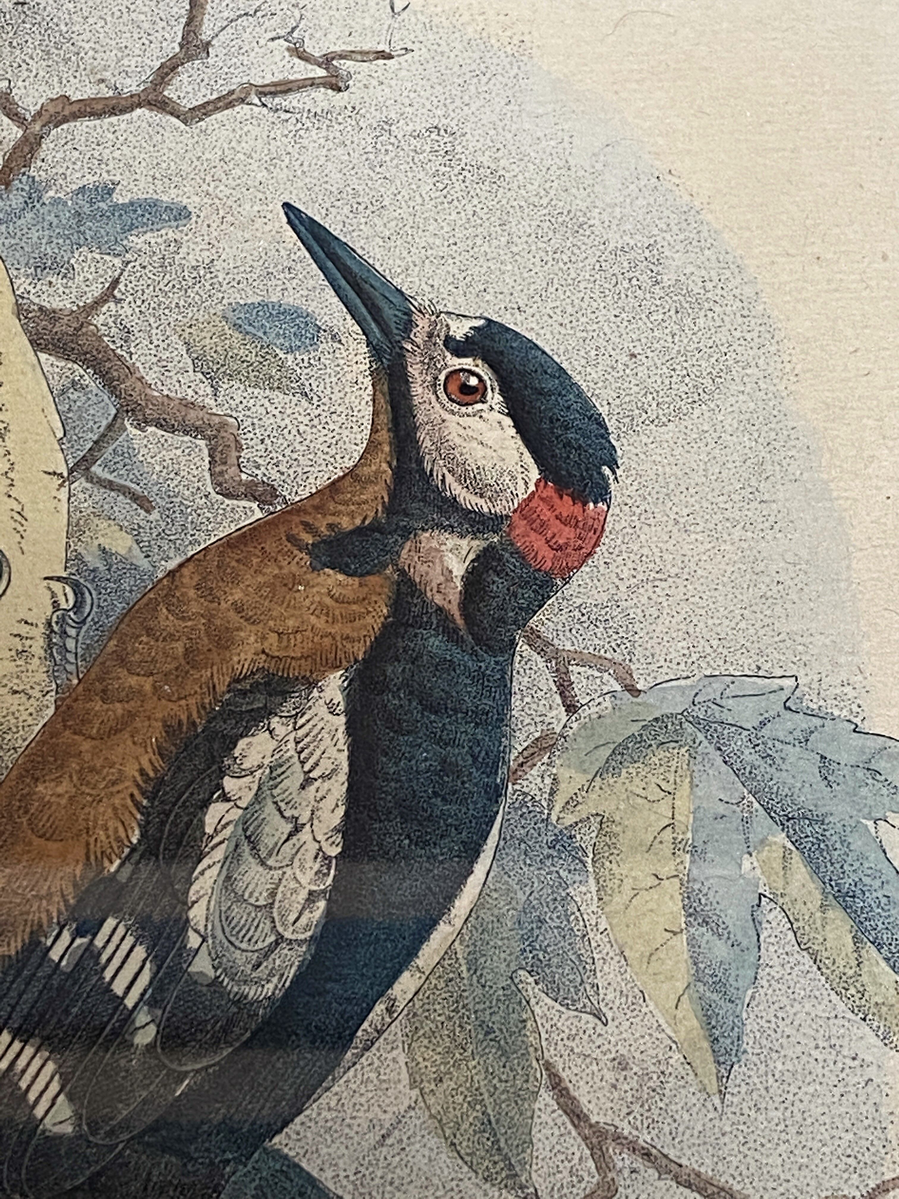Ornithological print J.G. Keulemans "Picus Poelzami"