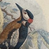 Ornithological print J.G. Keulemans "Picus Poelzami"