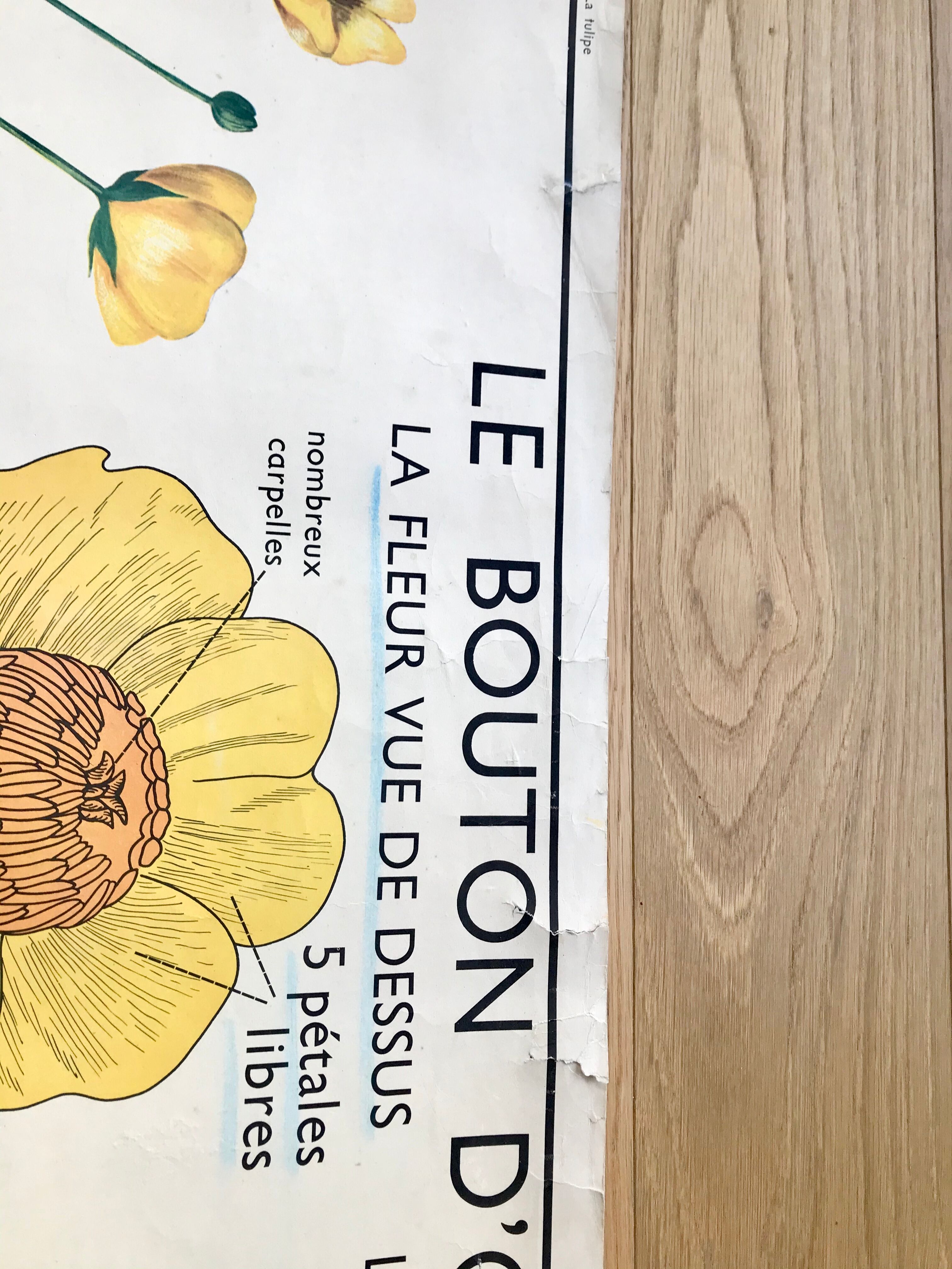 Rossignol pedagogical poster