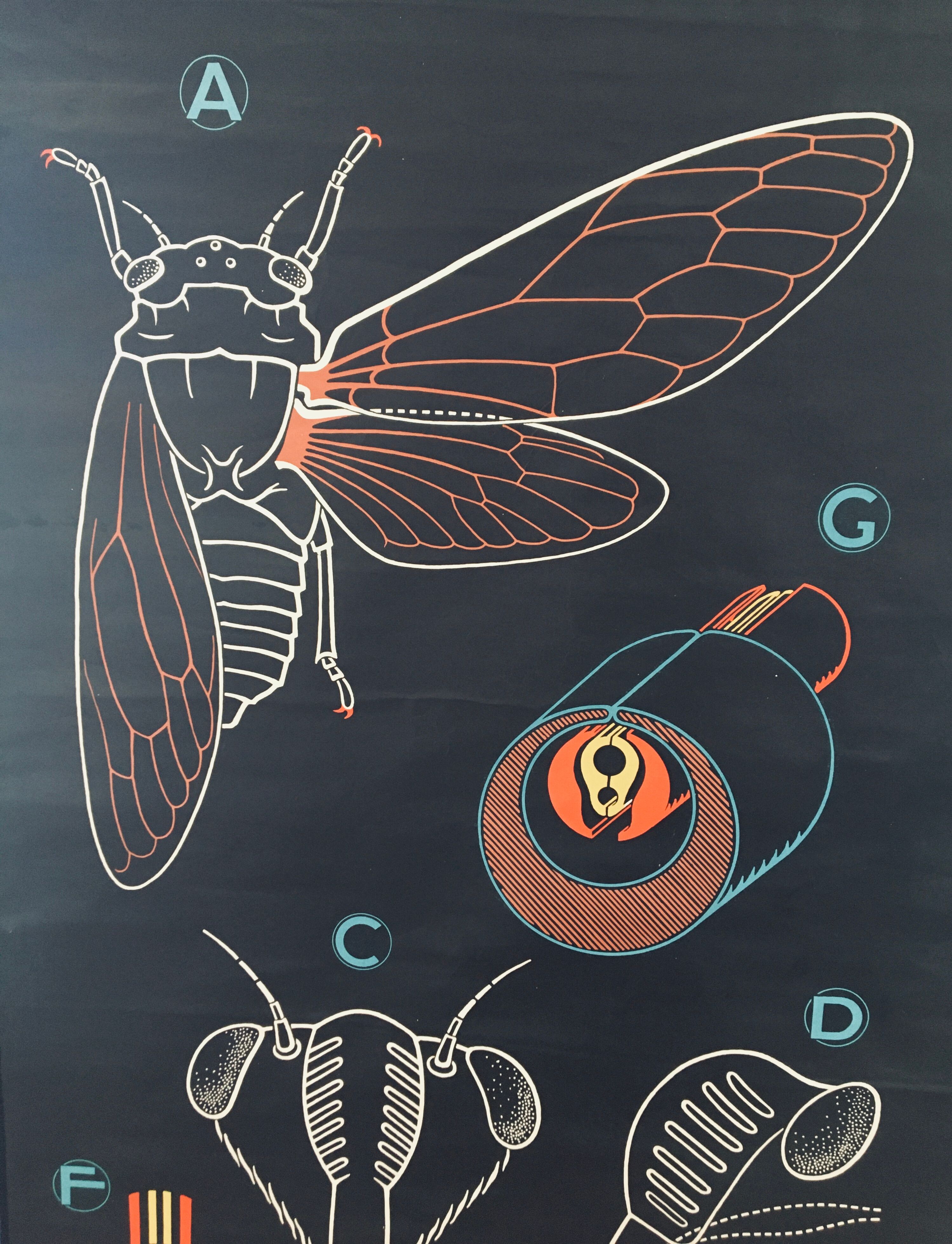 Dr. Auzoux's school poster, the cicada