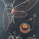 Dr. Auzoux's school poster, the cicada
