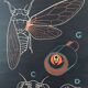 Dr. Auzoux's school poster, the cicada