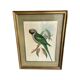 John Gould: Derby Parakeet Color Lithograph: Psittacula