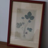 Vintage clover botanical frame