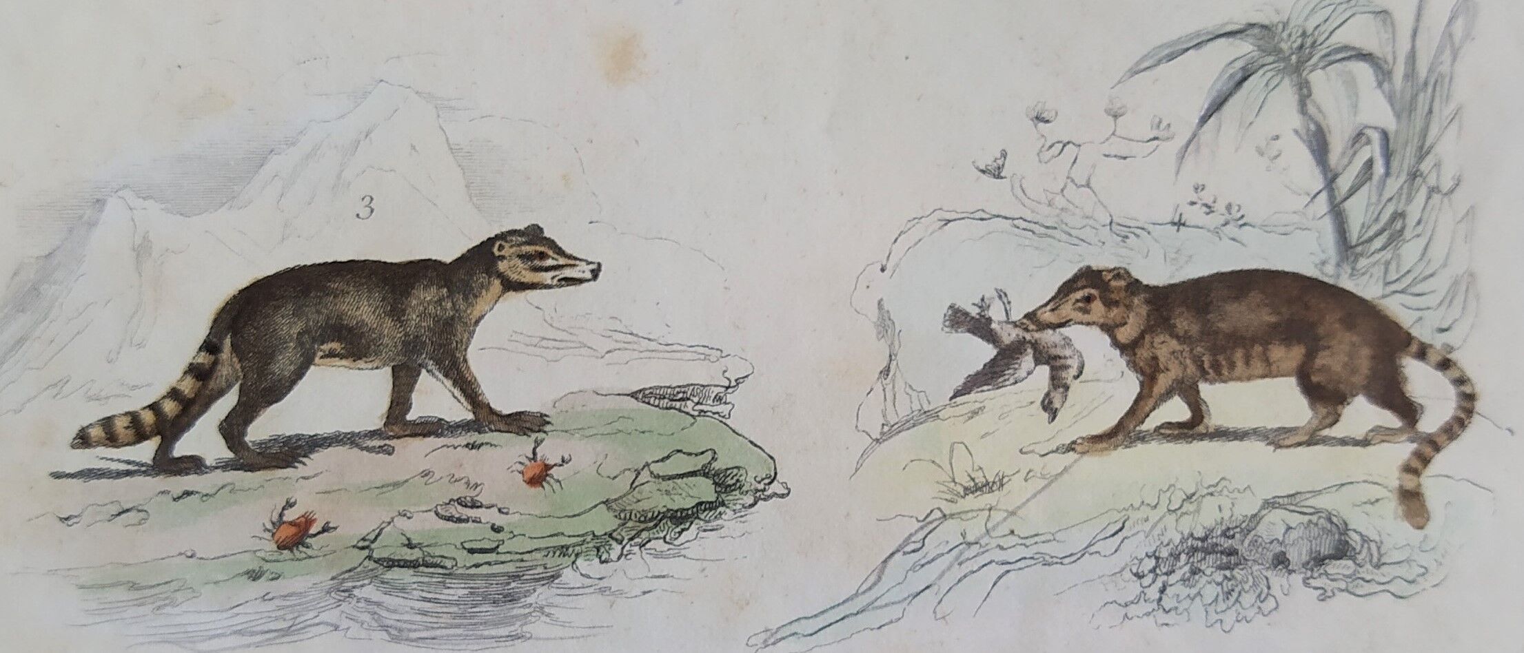 Original zoological board " raton, crabier, raton crabier,... - buffon 1838