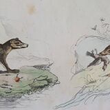 Original zoological board " raton, crabier, raton crabier,... - buffon 1838