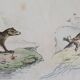 Original zoological board " raton, crabier, raton crabier,... - buffon 1838