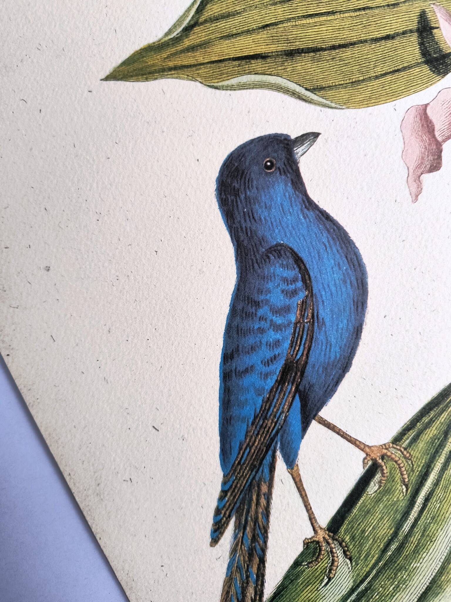Antique bird engraving - Blue Linnet - Ornithological plate by Seligmann