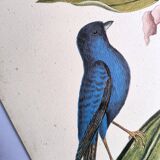 Gravure ancienne oiseau -Linotte Bleue- Planche ornithologique de Seligmann