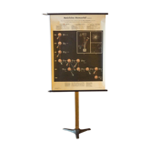 Affiche de sciences ancienne