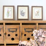 Set of three ornithological frames