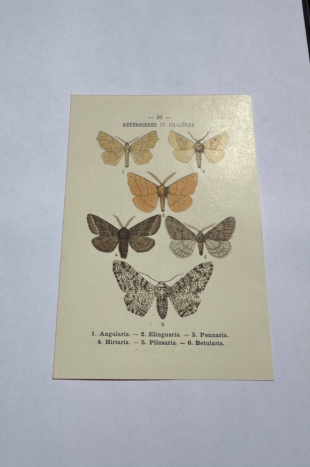 Botanical engraving butterflies double-sided naturalist plate Etching