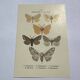 Botanical engraving butterflies double-sided naturalist plate Etching