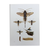 Antique illustration "insects", Vintage Insect Print, 1960s
