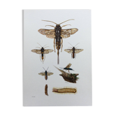 Antique illustration "insects", Vintage Insect Print, 1960s