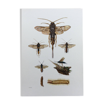 Antique illustration "insects", Vintage Insect Print, 1960s