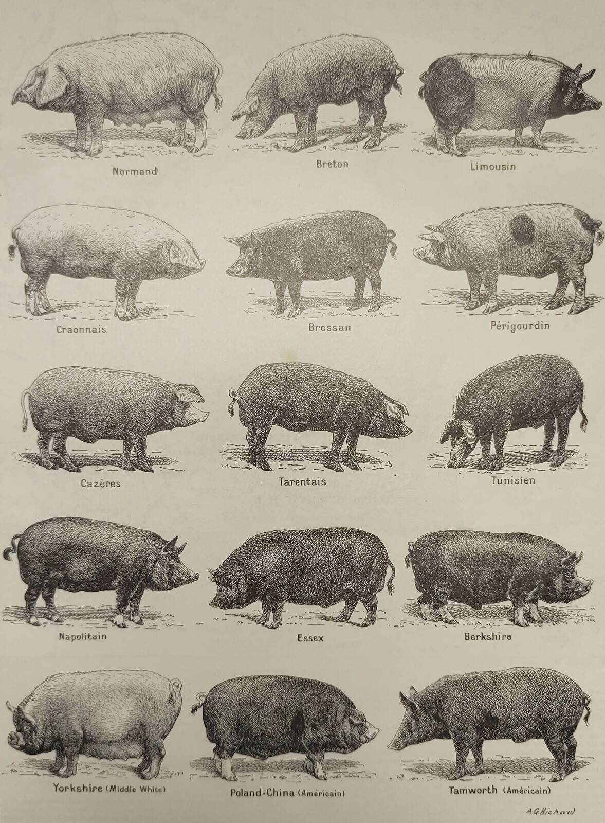 Original engraving from 1922 - Pig (2) - Old Pig board by AG Richard